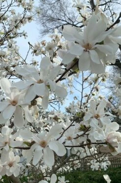 Dr. Merrill Magnolia Tree - 7 Gallon Pot (6-7') -Garden Supplies Sales 2024 magnolia loebneri dr merrill 2