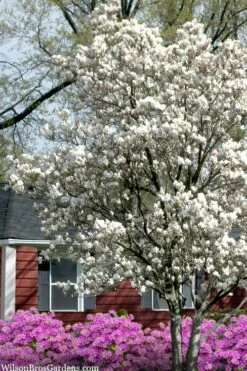 Dr. Merrill Magnolia Tree - 7 Gallon Pot (6-7') -Garden Supplies Sales 2024 magnolia loebneri dr merrill 4