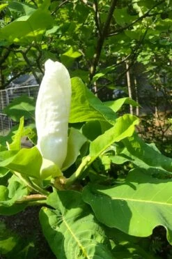 Ashe's Dwarf Bigleaf Magnolia - 7 Gallon Pot -Garden Supplies Sales 2024 magnolia macrophylla ashei dwarf bigleaf 2