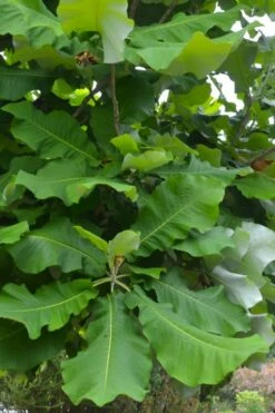 Ashe's Dwarf Bigleaf Magnolia - 7 Gallon Pot -Garden Supplies Sales 2024 magnolia macrophylla ashei dwarf bigleaf 3