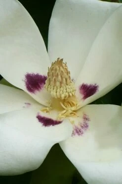 Ashe's Dwarf Bigleaf Magnolia - 7 Gallon Pot -Garden Supplies Sales 2024 magnolia macrophylla ashei dwarf bigleaf 4