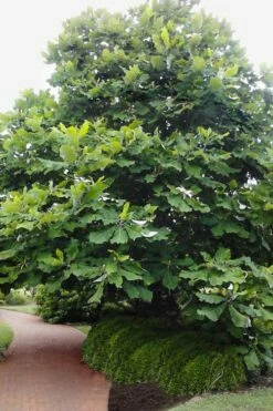 Ashe's Dwarf Bigleaf Magnolia - 7 Gallon Pot -Garden Supplies Sales 2024 magnolia macrophylla ashei dwarf bigleaf 6