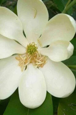 Moonglow Sweetbay Magnolia Tree (Magnolia Virginiana 'Jim Wilson') - 7 Gallon Pot (5-6') -Garden Supplies Sales 2024 magnolia moonglow sweetbay flower 3