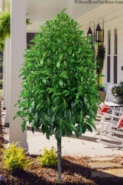 Stellar Ruby Magnolia Single Trunk Tree (Banana Shrub Hybrid) - 7 Gallon Pot (4-5') -Garden Supplies Sales 2024 magnolia stellar ruby single trunk tree form 1 1