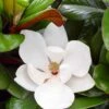 Teddy Bear Dwarf Southern Magnolia - 7 Gallon Pot (3-4') -Garden Supplies Sales 2024 magnolia teddy bear 10 1