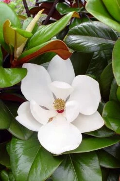 Teddy Bear Dwarf Southern Magnolia - 7 Gallon Pot (3-4')