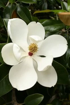 Teddy Bear Dwarf Southern Magnolia - 7 Gallon Pot (3-4') -Garden Supplies Sales 2024 magnolia teddy bear 3 1