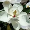 Victoria Cold Hardy Evergreen Magnolia - 7 Gallon Pot (5-6') 2 Victoria Cold Hardy Evergreen Magnolia - 7 Gallon Pot (5-6') -Garden Supplies Sales 2024 magnolia victoria 7