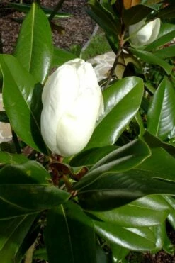 Victoria Cold Hardy Evergreen Magnolia - 7 Gallon Pot (5-6') -Garden Supplies Sales 2024 magnolia victoria 8