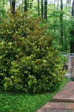 Victoria Cold Hardy Evergreen Magnolia - 7 Gallon Pot (5-6') -Garden Supplies Sales 2024 magnolia victoria 9
