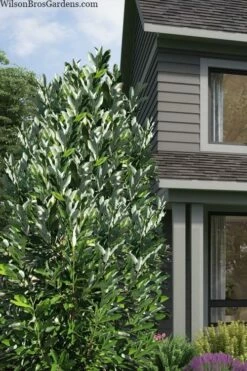 Silver Mist Sweetbay Magnolia - 3 Gallon Pot 5 Silver Mist Sweetbay Magnolia - 3 Gallon Pot -Garden Supplies Sales 2024 magnolia virginiana silver mist sweetbay 2