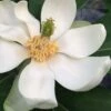 Silver Mist Sweetbay Magnolia - 3 Gallon Pot -Garden Supplies Sales 2024 magnolia virginiana silver mist sweetbay 3