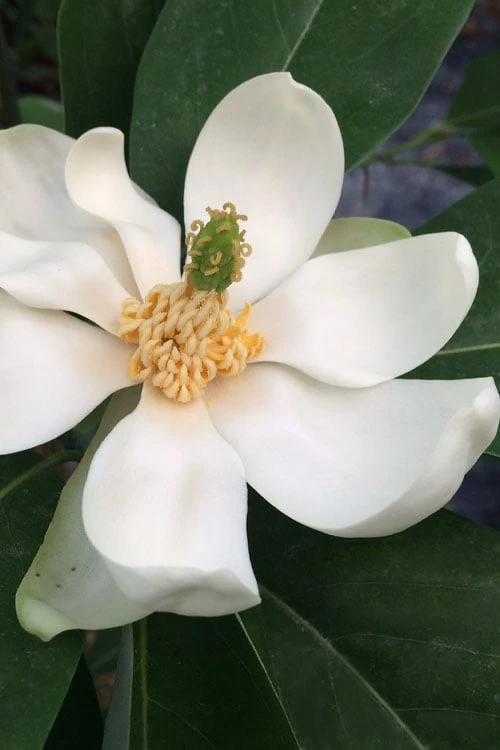 Silver Mist Sweetbay Magnolia - 3 Gallon Pot Silver Mist Sweetbay Magnolia - 3 Gallon Pot -Garden Supplies Sales 2024 magnolia virginiana silver mist sweetbay 3