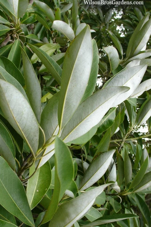 Silver Mist Sweetbay Magnolia - 3 Gallon Pot Silver Mist Sweetbay Magnolia - 3 Gallon Pot -Garden Supplies Sales 2024 magnolia virginiana silver mist sweetbay 4
