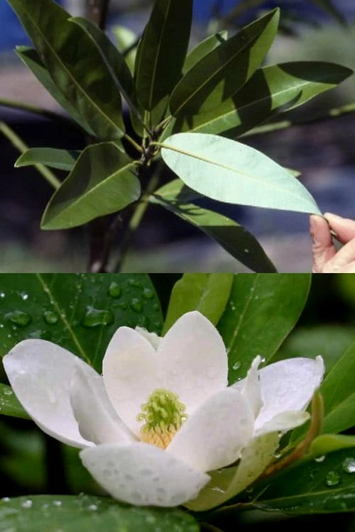 Silver Mist Sweetbay Magnolia - 3 Gallon Pot Silver Mist Sweetbay Magnolia - 3 Gallon Pot -Garden Supplies Sales 2024 magnolia virginiana silver mist sweetbay 6