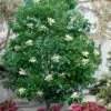 Sweetbay Magnolia (Single Trunk Tree Form) - 7 Gallon Pot (5-6') -Garden Supplies Sales 2024 magnolia virginiana sweetbay single trunk tree 2