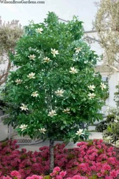 Sweetbay Magnolia (Single Trunk Tree Form) - 7 Gallon Pot (5-6')