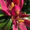 Stellar Ruby Magnolia Single Trunk Tree (Banana Shrub Hybrid) - 7 Gallon Pot (4-5') -Garden Supplies Sales 2024 magnolia x figo stellar ruby 100 1