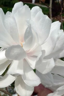 Wildcat Star Magnolia Tree - 3 Gallon Pot -Garden Supplies Sales 2024 magnolia x loebneri wildcat star magnolia 1 1