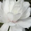 Wildcat Star Magnolia Tree - 1 Gallon Pot -Garden Supplies Sales 2024 magnolia x loebneri wildcat star magnolia 2