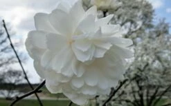 Wildcat Star Magnolia Tree - 3 Gallon Pot -Garden Supplies Sales 2024 magnolia x loebneri wildcat star magnolia 3 1
