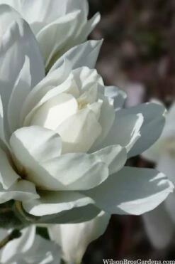 Wildcat Star Magnolia Tree - 3 Gallon Pot -Garden Supplies Sales 2024 magnolia x loebneri wildcat star magnolia 6 1