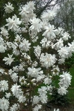 Wildcat Star Magnolia Tree - 3 Gallon Pot -Garden Supplies Sales 2024 magnolia x loebneri wildcat star magnolia 8 1