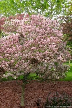 Southern Crabapple (Malus Angustifolia) - 1 Gallon Pot -Garden Supplies Sales 2024 malus angustifolia southern crabapple tree 8