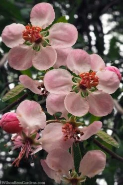 Southern Crabapple (Malus Angustifolia) - 3 Gallon Pot -Garden Supplies Sales 2024 malus angustifolia southern crabapple tree flowers 2 1