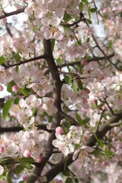 Southern Crabapple (Malus Angustifolia) - 1 Gallon Pot -Garden Supplies Sales 2024 malus angustifolia southern crabapple tree flowers 4