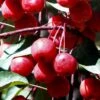 Southern Crabapple (Malus Angustifolia) - 1 Gallon Pot -Garden Supplies Sales 2024 malus angustifolia southern crabapple tree fruits 2