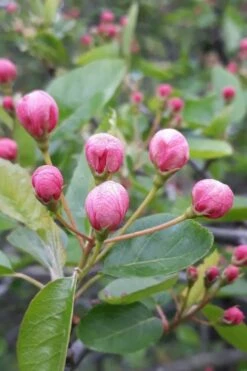 American Sweet Crabapple Tree (Malus Coronaria) - 1 Gallon Pot -Garden Supplies Sales 2024 malus coronaria american sweet crabapple 1