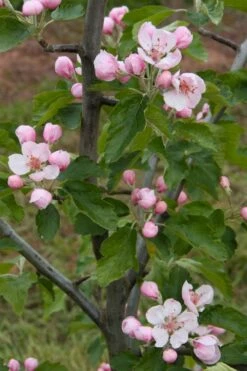 American Sweet Crabapple Tree (Malus Coronaria) - 1 Gallon Pot -Garden Supplies Sales 2024 malus coronaria american sweet crabapple 2