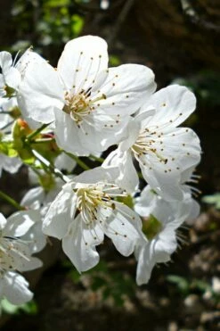 American Sweet Crabapple Tree (Malus Coronaria) - 1 Gallon Pot -Garden Supplies Sales 2024 malus coronaria american sweet crabapple 3