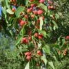 American Sweet Crabapple Tree (Malus Coronaria) - 1 Gallon Pot -Garden Supplies Sales 2024 malus coronaria american sweet crabapple 4