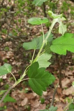 American Sweet Crabapple Tree (Malus Coronaria) - 1 Gallon Pot -Garden Supplies Sales 2024 malus coronaria american sweet crabapple 5