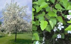 American Sweet Crabapple Tree (Malus Coronaria) - 1 Gallon Pot -Garden Supplies Sales 2024 malus coronaria american sweet crabapple 6