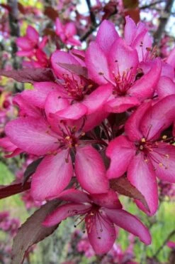 Royal Raindrops Crabapple Tree - 7 Gallon Pot (3-4') -Garden Supplies Sales 2024 malus royal raindrops crabapple tree 22