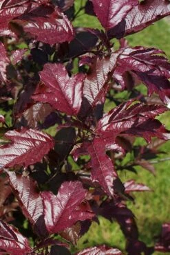 Royal Raindrops Crabapple Tree - 7 Gallon Pot (3-4')