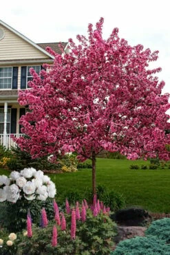 Royal Raindrops Crabapple Tree - 7 Gallon Pot (3-4') -Garden Supplies Sales 2024 malus royal raindrops crabapple tree 25