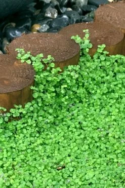 Corsican Mint (Mentha Requienii) - 5 Pack Of Pint Pots -Garden Supplies Sales 2024 mentha requienii corsican mint 1