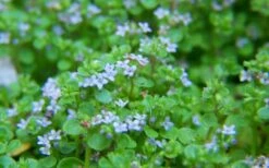 Corsican Mint (Mentha Requienii) - 5 Pack Of Pint Pots -Garden Supplies Sales 2024 mentha requienii corsican mint 2