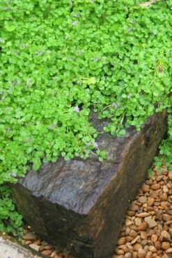 Corsican Mint (Mentha Requienii) - 5 Pack Of Pint Pots -Garden Supplies Sales 2024 mentha requienii corsican mint 5