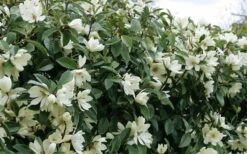 Fairy White Magnolia - 3 Gallon Pot -Garden Supplies Sales 2024 michelia doltsopa fairy white magnolia 10