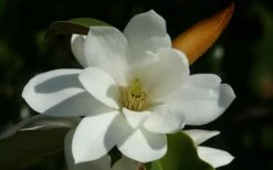 Fairy White Magnolia - 3 Gallon Pot -Garden Supplies Sales 2024 michelia doltsopa fairy white magnolia 11