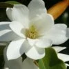 Fairy White Magnolia - 3 Gallon Pot -Garden Supplies Sales 2024 michelia doltsopa fairy white magnolia 12