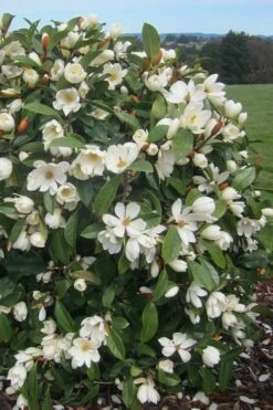 Fairy White Magnolia - 3 Gallon Pot -Garden Supplies Sales 2024 michelia doltsopa fairy white magnolia 2
