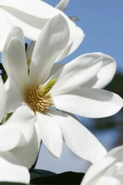 Fairy White Magnolia - 3 Gallon Pot -Garden Supplies Sales 2024 michelia doltsopa fairy white magnolia 5