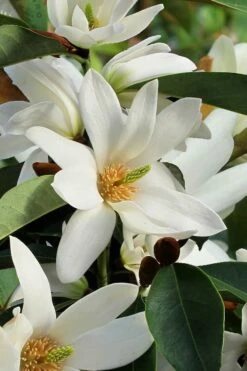 Fairy White Magnolia - 3 Gallon Pot -Garden Supplies Sales 2024 michelia doltsopa fairy white magnolia 7