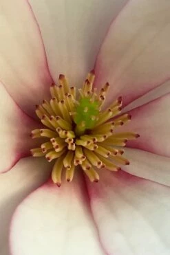 Fairy Blush Magnolia - 3 Gallon Pot -Garden Supplies Sales 2024 michelia yunnanensis hybrid fairy blush magnolia 2